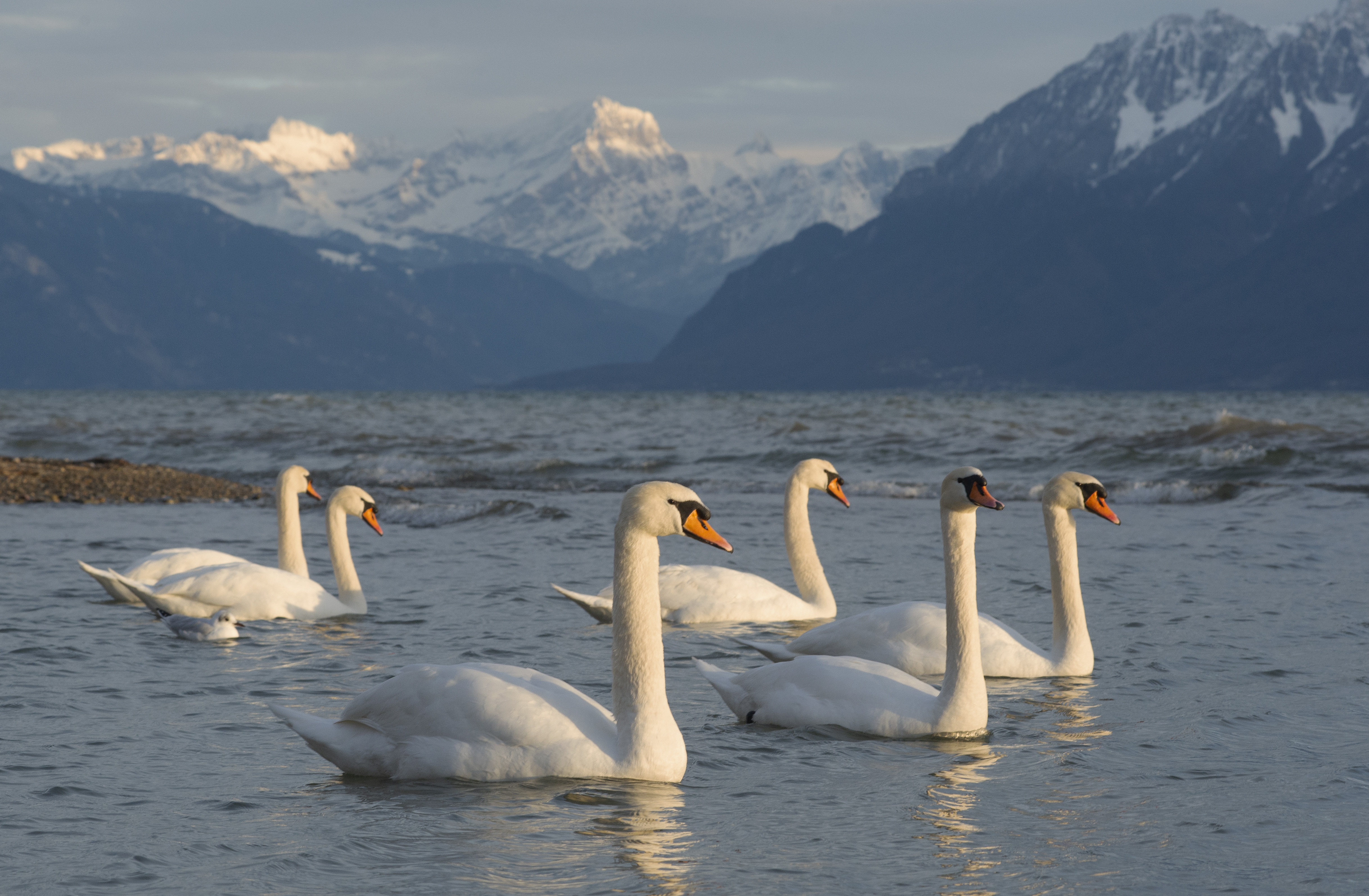 Free download high resolution image - free image free photo free stock image public domain picture -White swans in the lake