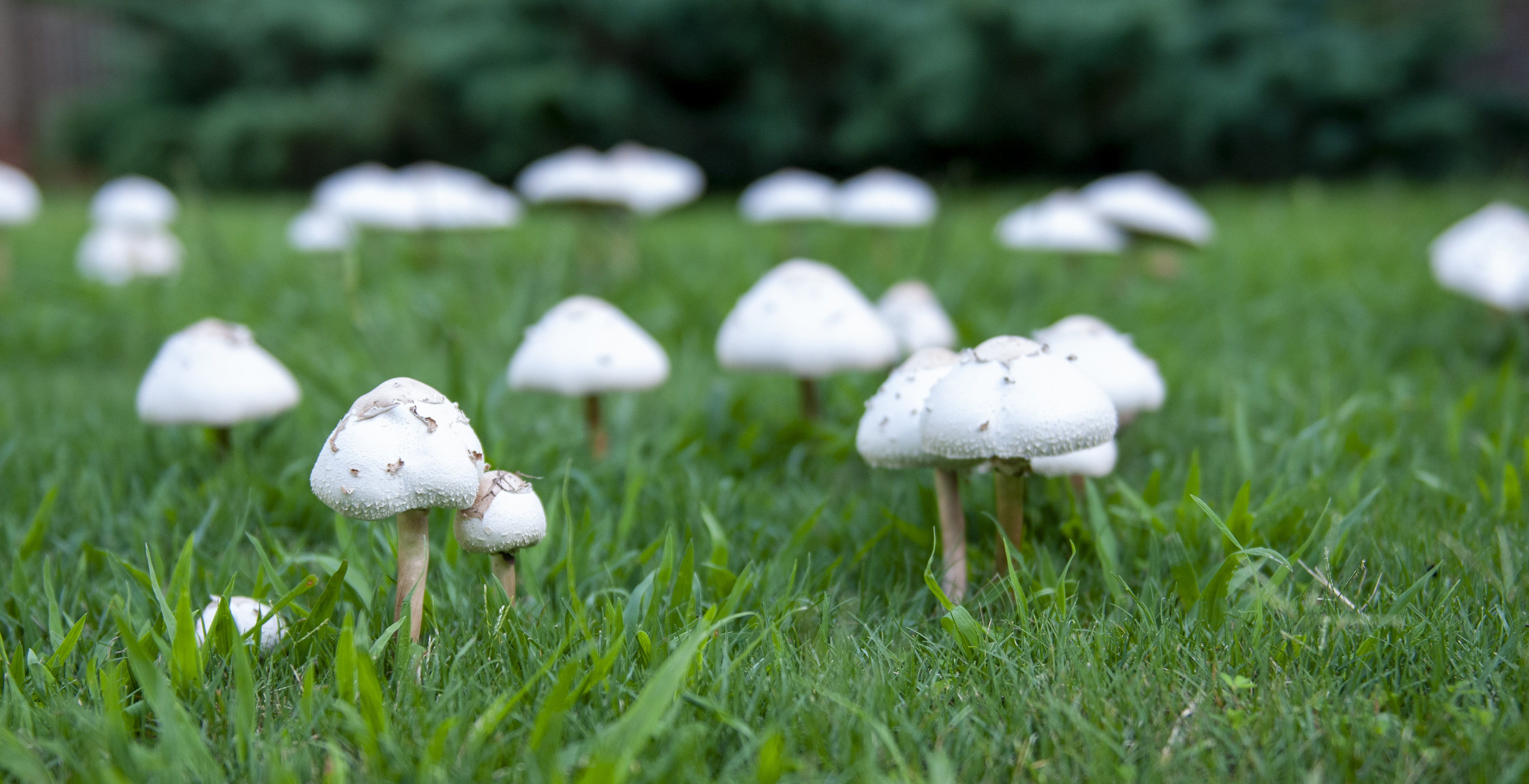 Free download high resolution image - free image free photo free stock image public domain picture -Mushrooms on Lawn