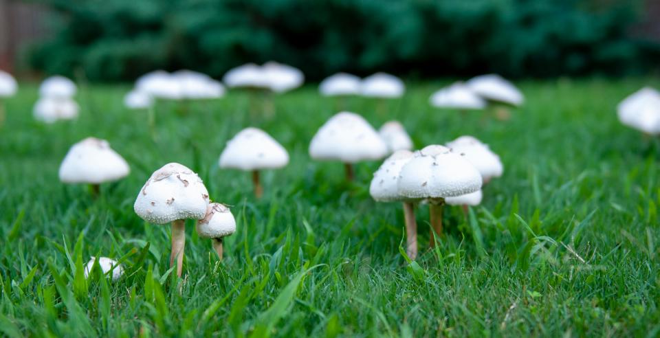 Free download high resolution image - free image free photo free stock image public domain picture  Mushrooms on Lawn