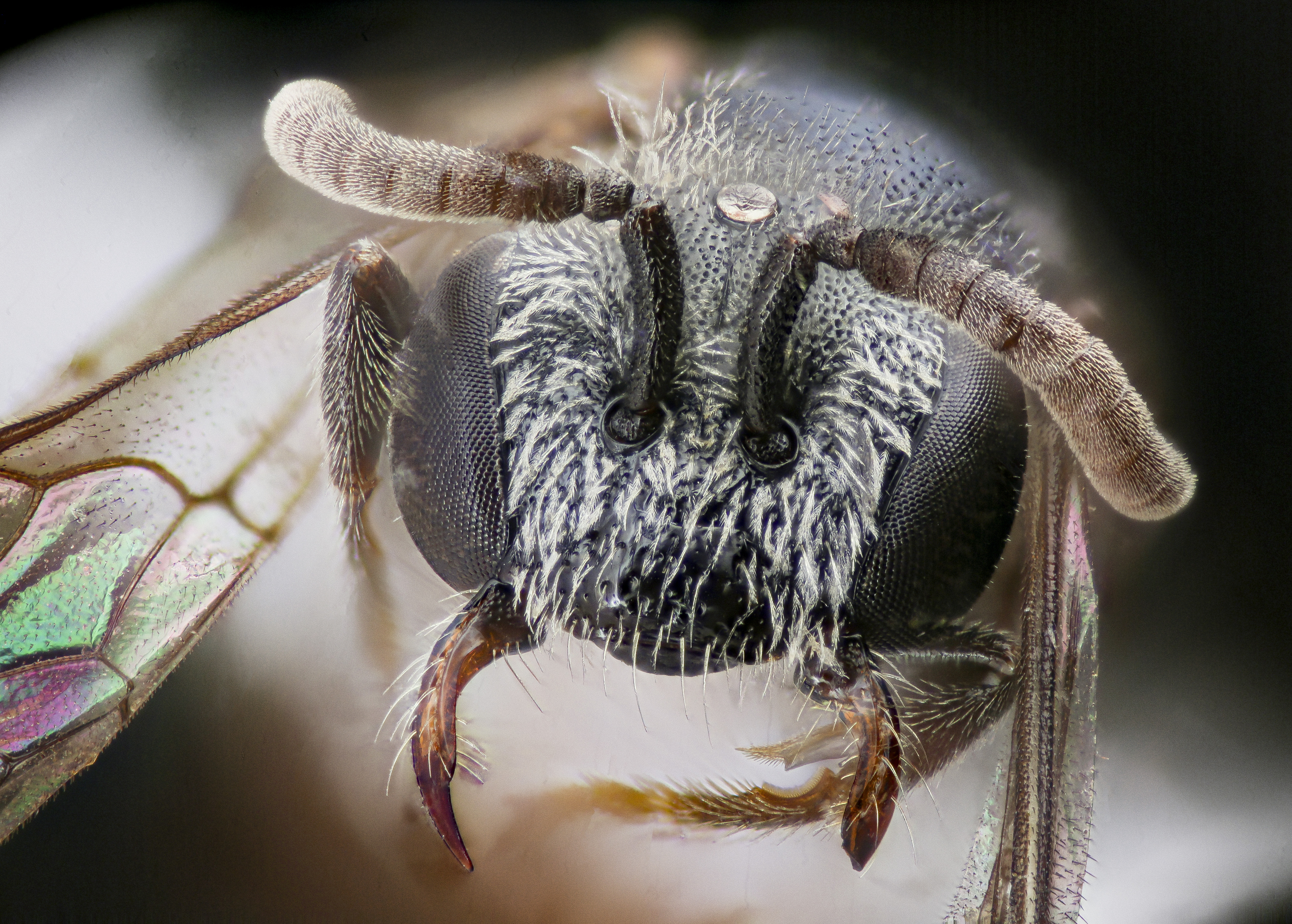 Free download high resolution image - free image free photo free stock image public domain picture -Solitaire Bee