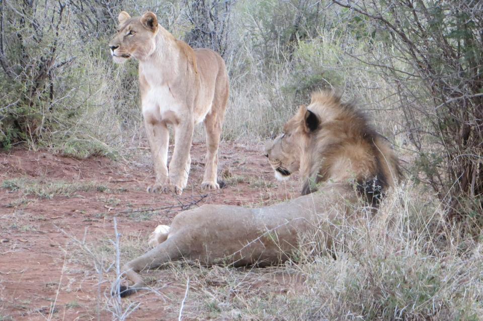 Free download high resolution image - free image free photo free stock image public domain picture  Madikwe Game Reserve in South Africa