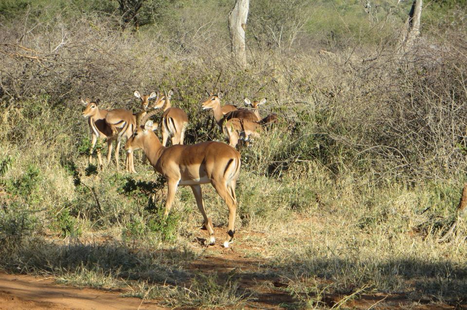 Free download high resolution image - free image free photo free stock image public domain picture  Madikwe Game Reserve in South Africa