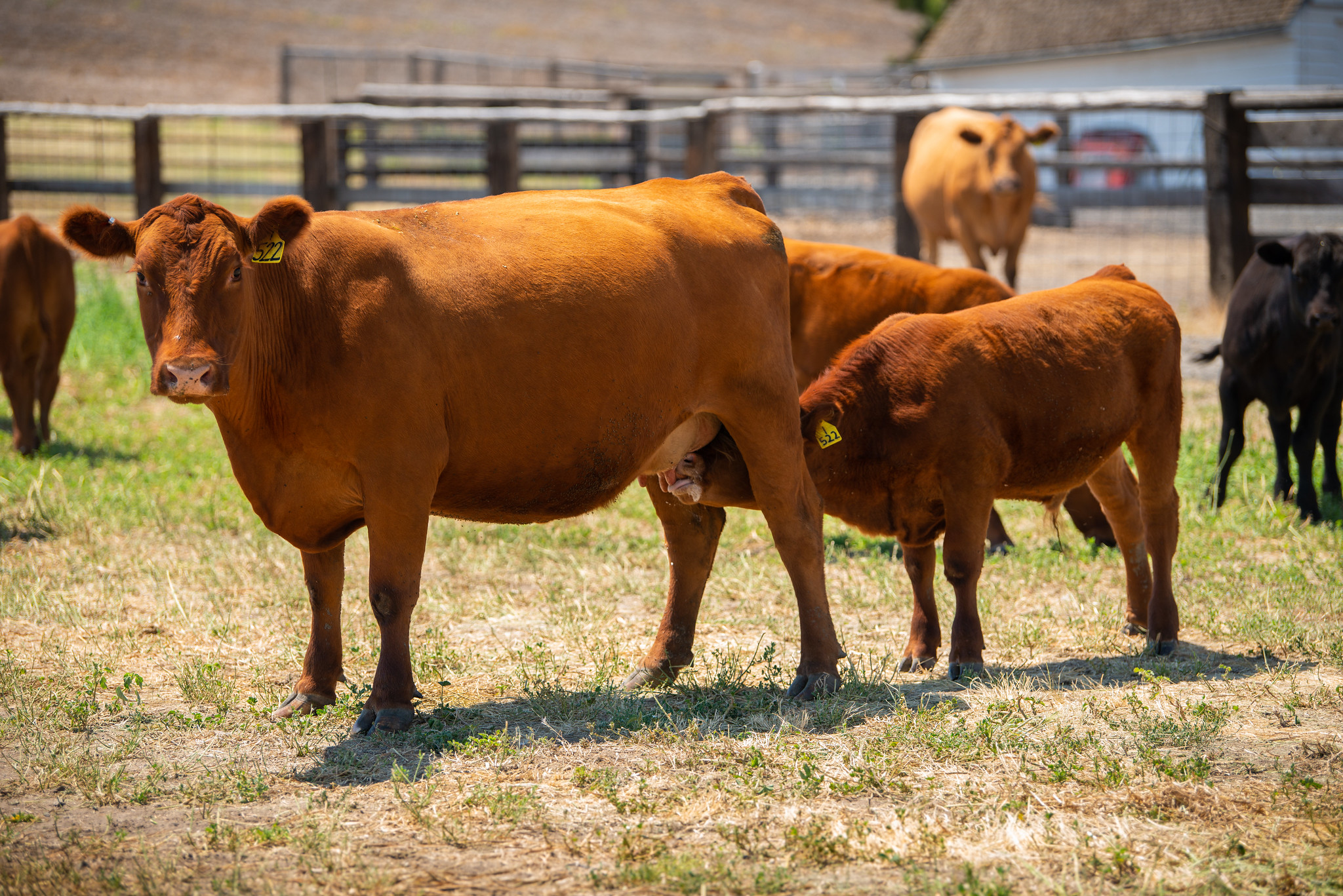 Free download high resolution image - free image free photo free stock image public domain picture -A calf