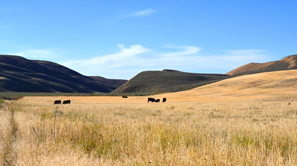 Free download high resolution image - free image free photo free stock image public domain picture  Cows grazing on the Curlew National Grassland