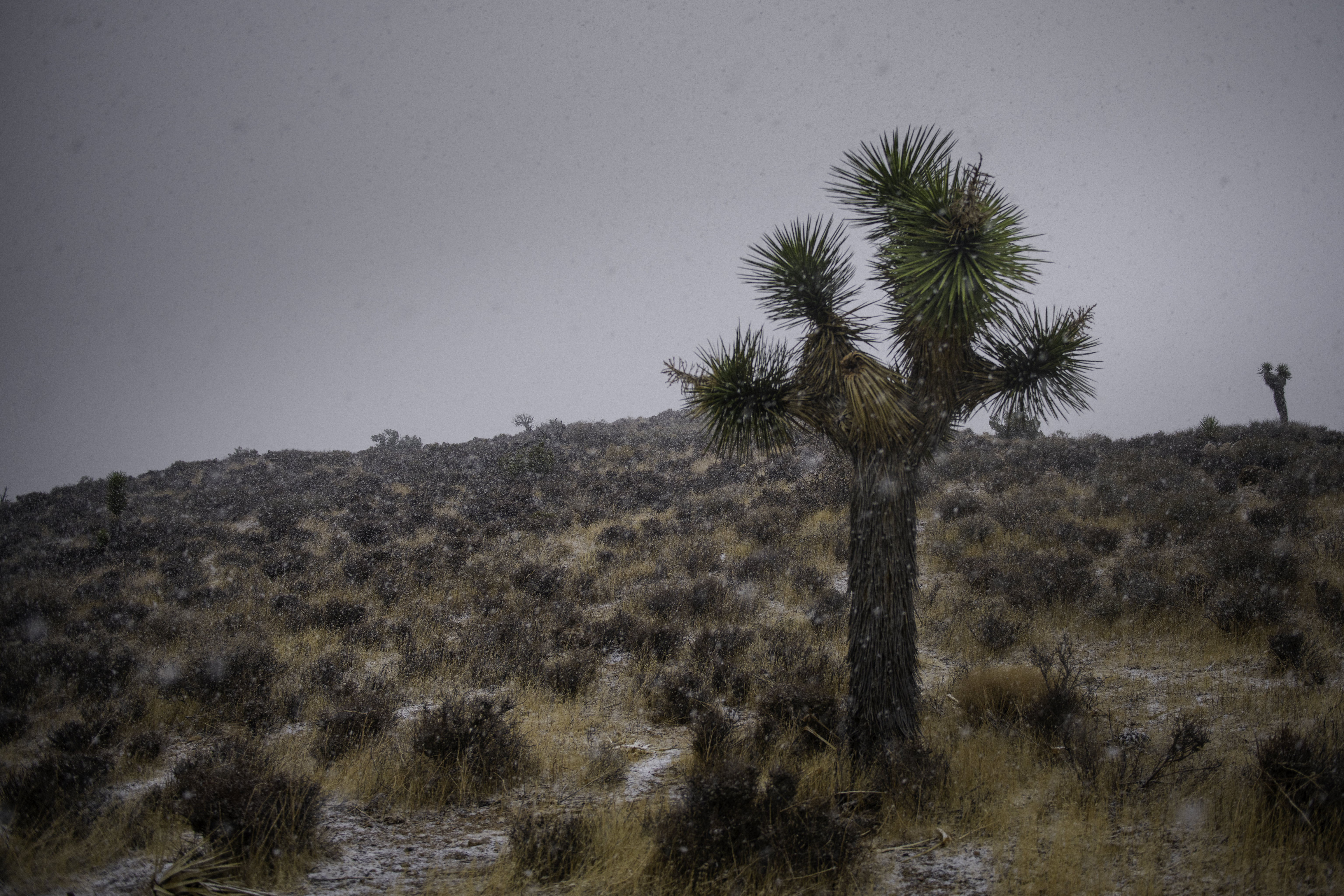 Free download high resolution image - free image free photo free stock image public domain picture -Joshua Tree National Park