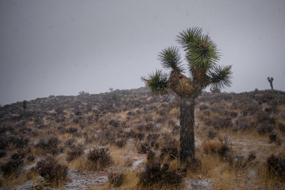 Free download high resolution image - free image free photo free stock image public domain picture  Joshua Tree National Park