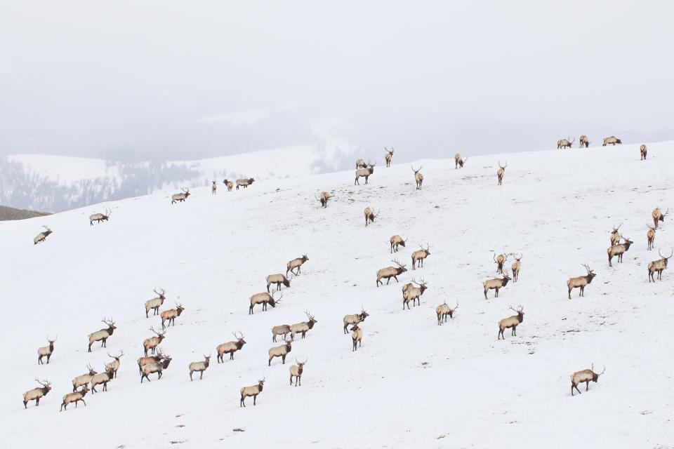 Free download high resolution image - free image free photo free stock image public domain picture  Winter on the National Elk Refuge