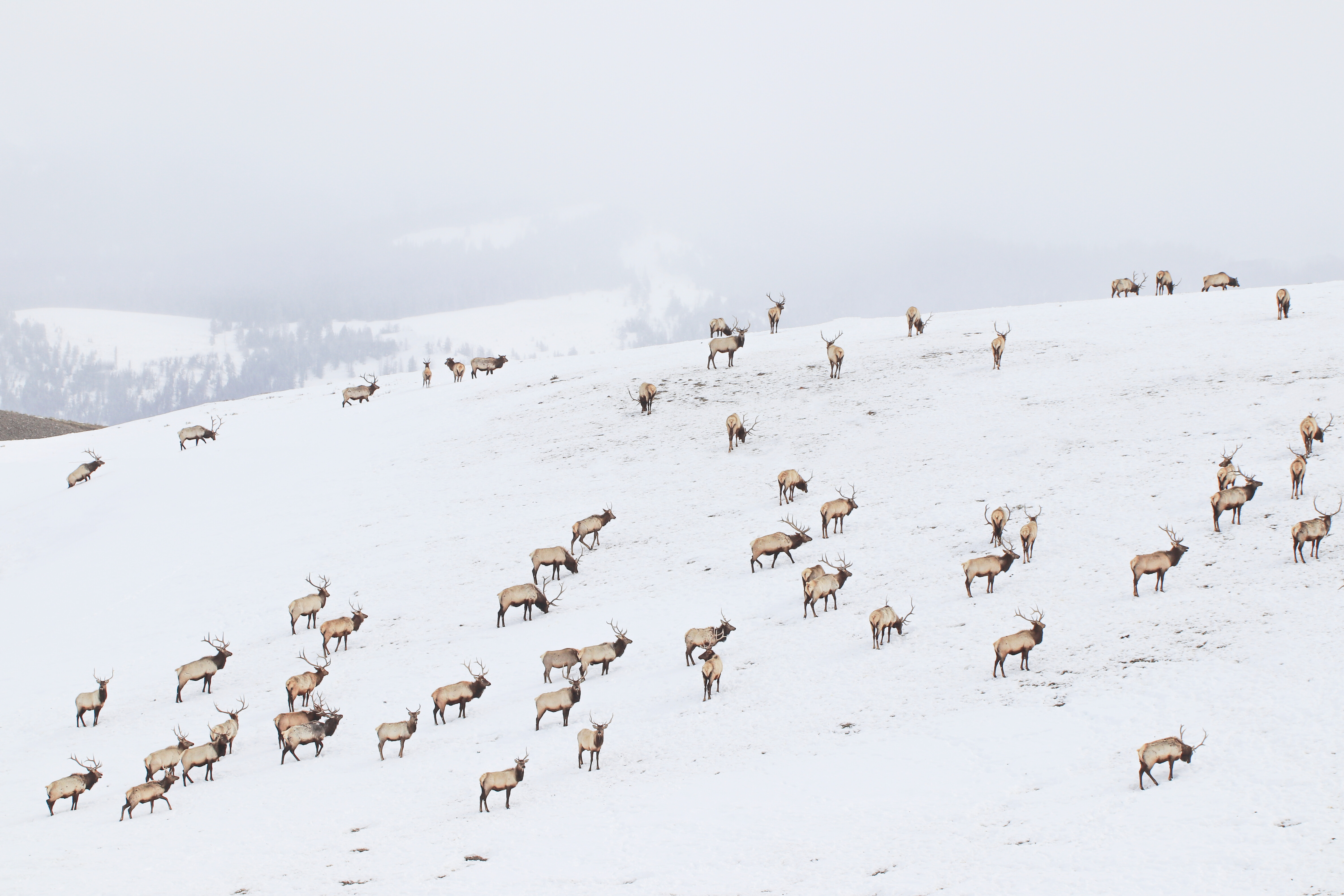 Free download high resolution image - free image free photo free stock image public domain picture -Winter on the National Elk Refuge