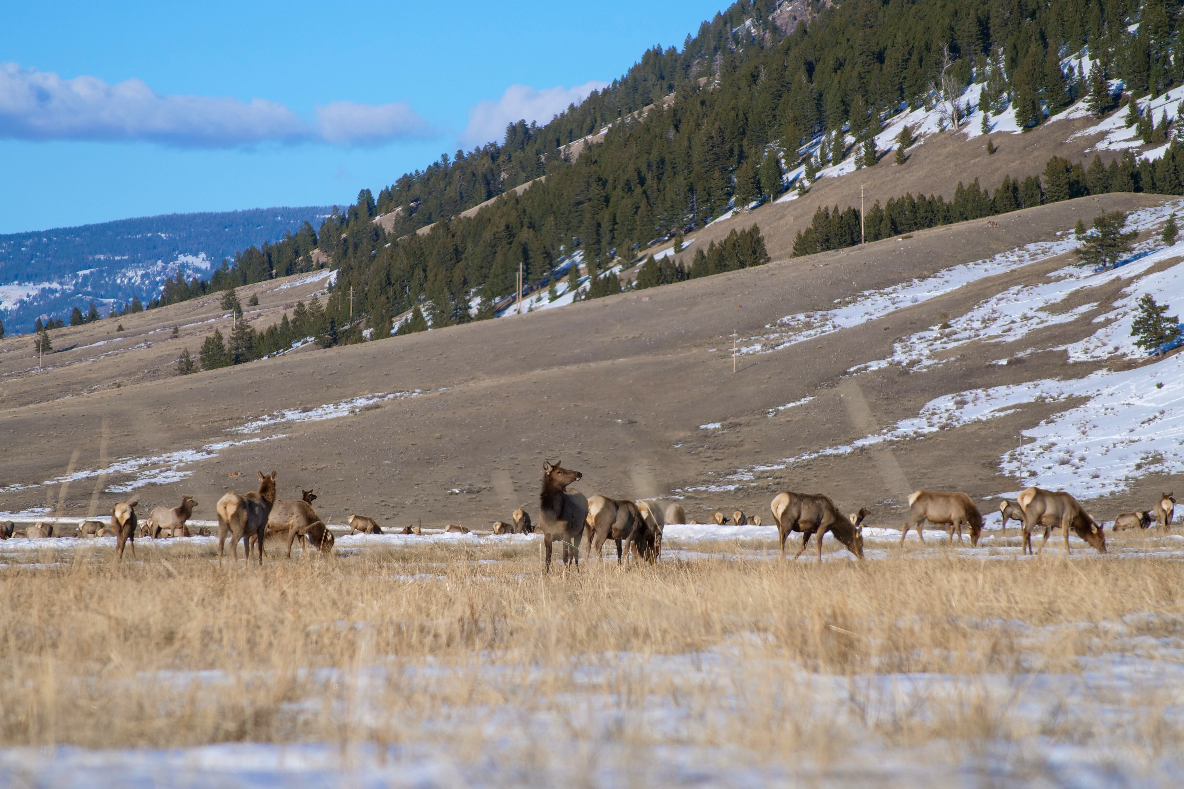 Free download high resolution image - free image free photo free stock image public domain picture -Winter on the National Elk Refuge