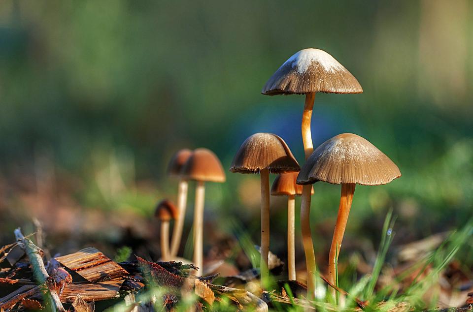 Free download high resolution image - free image free photo free stock image public domain picture  CloseUp Surface Level Of Mushroom