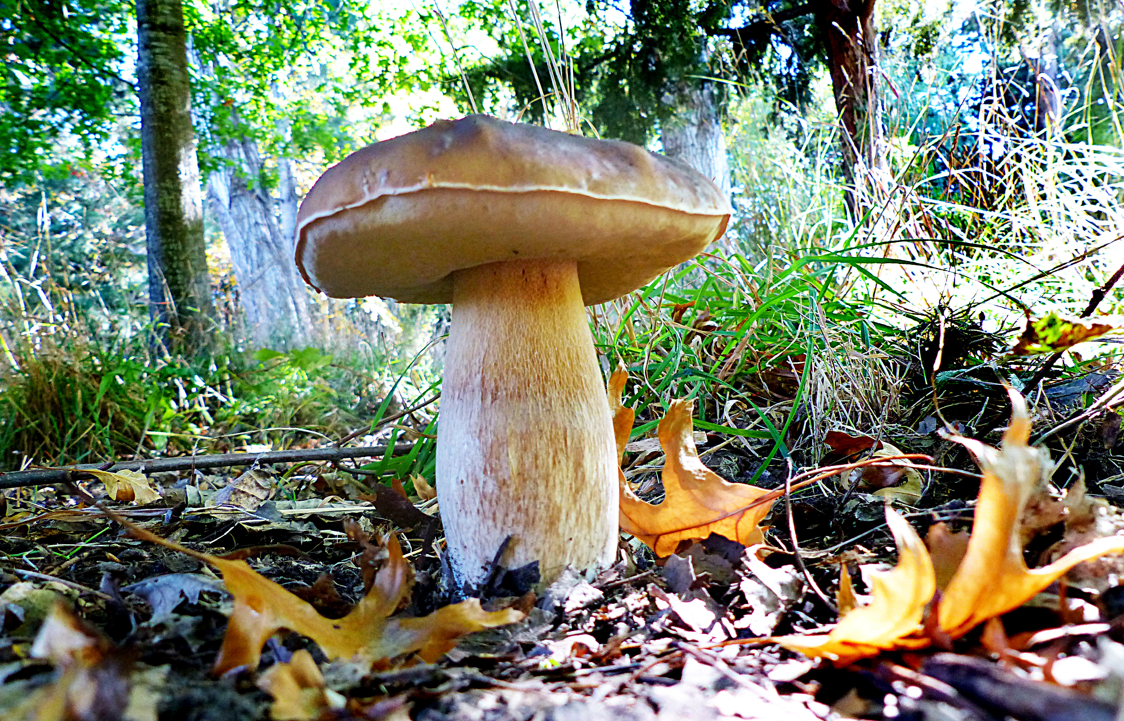 Free download high resolution image - free image free photo free stock image public domain picture -Mushroom-like fruiting body