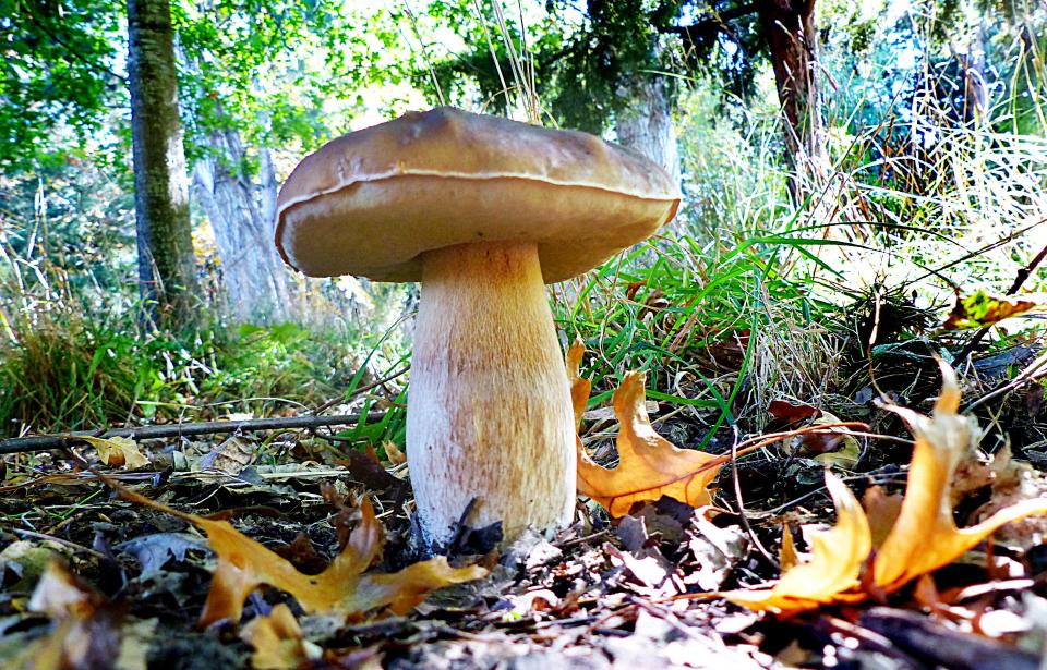 Free download high resolution image - free image free photo free stock image public domain picture  Mushroom-like fruiting body