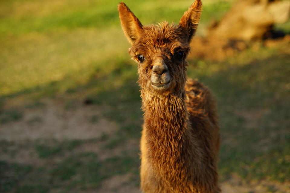 Free download high resolution image - free image free photo free stock image public domain picture  cute farm alpacas in field