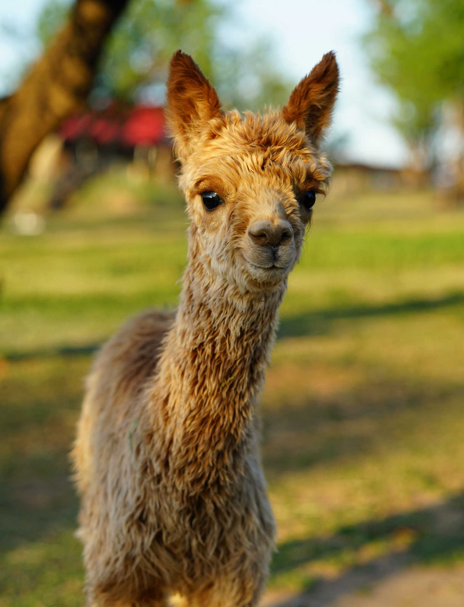 Free download high resolution image - free image free photo free stock image public domain picture -cute farm alpacas in field