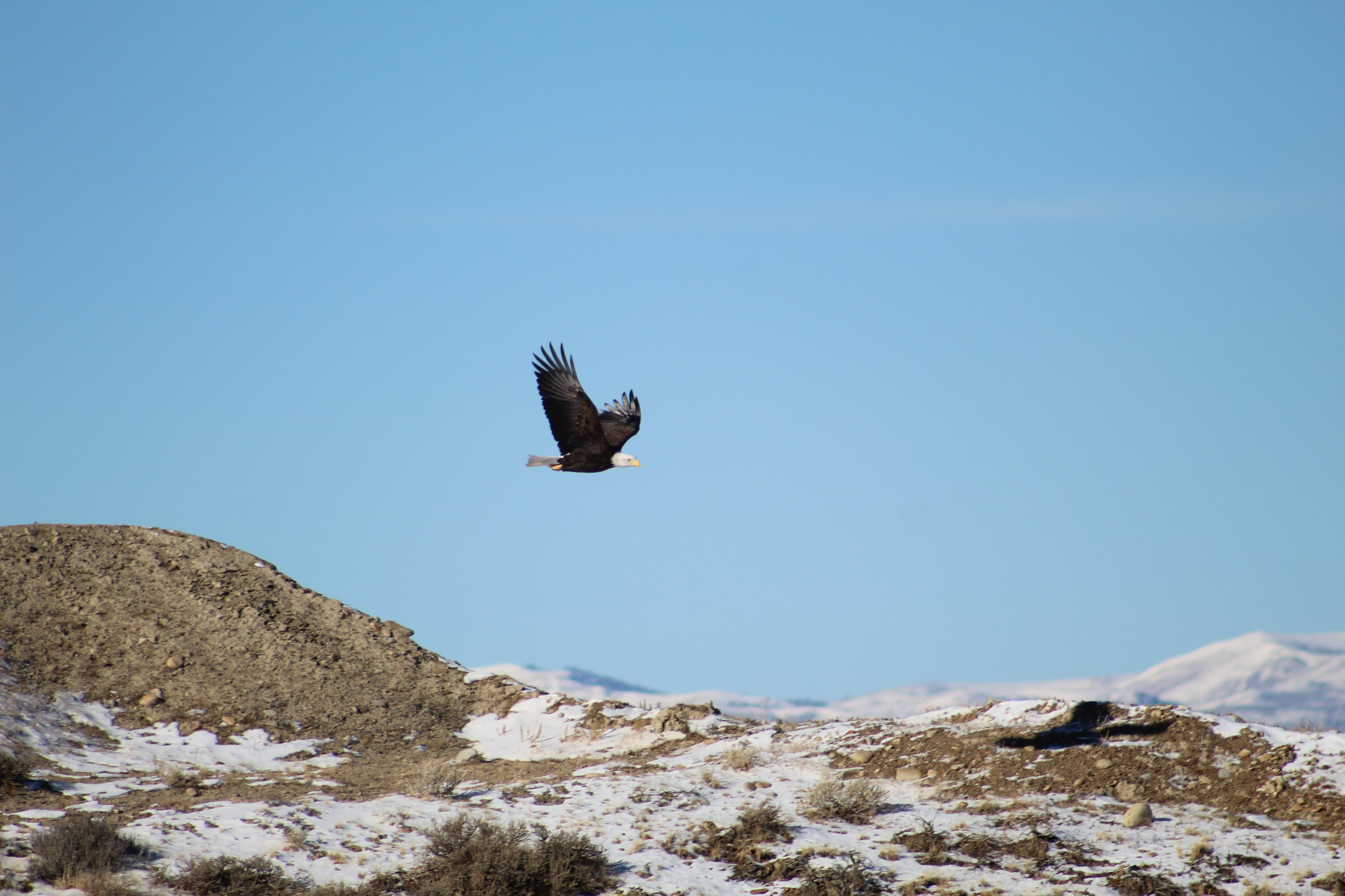 Free download high resolution image - free image free photo free stock image public domain picture -Bald Eagle