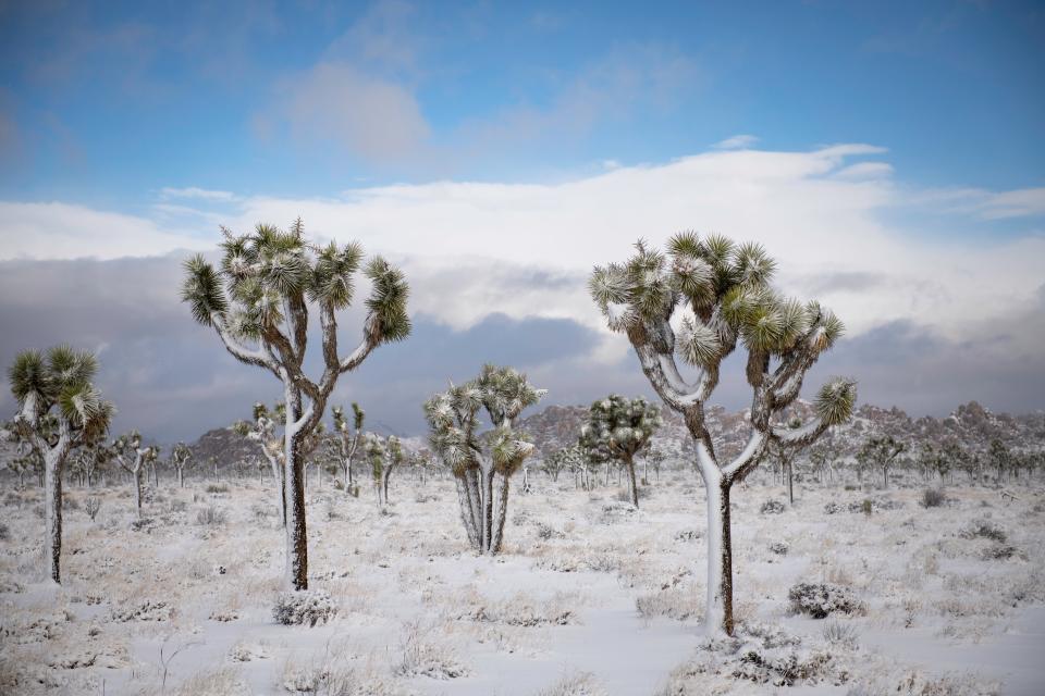 Free download high resolution image - free image free photo free stock image public domain picture  Joshua Tree National Park