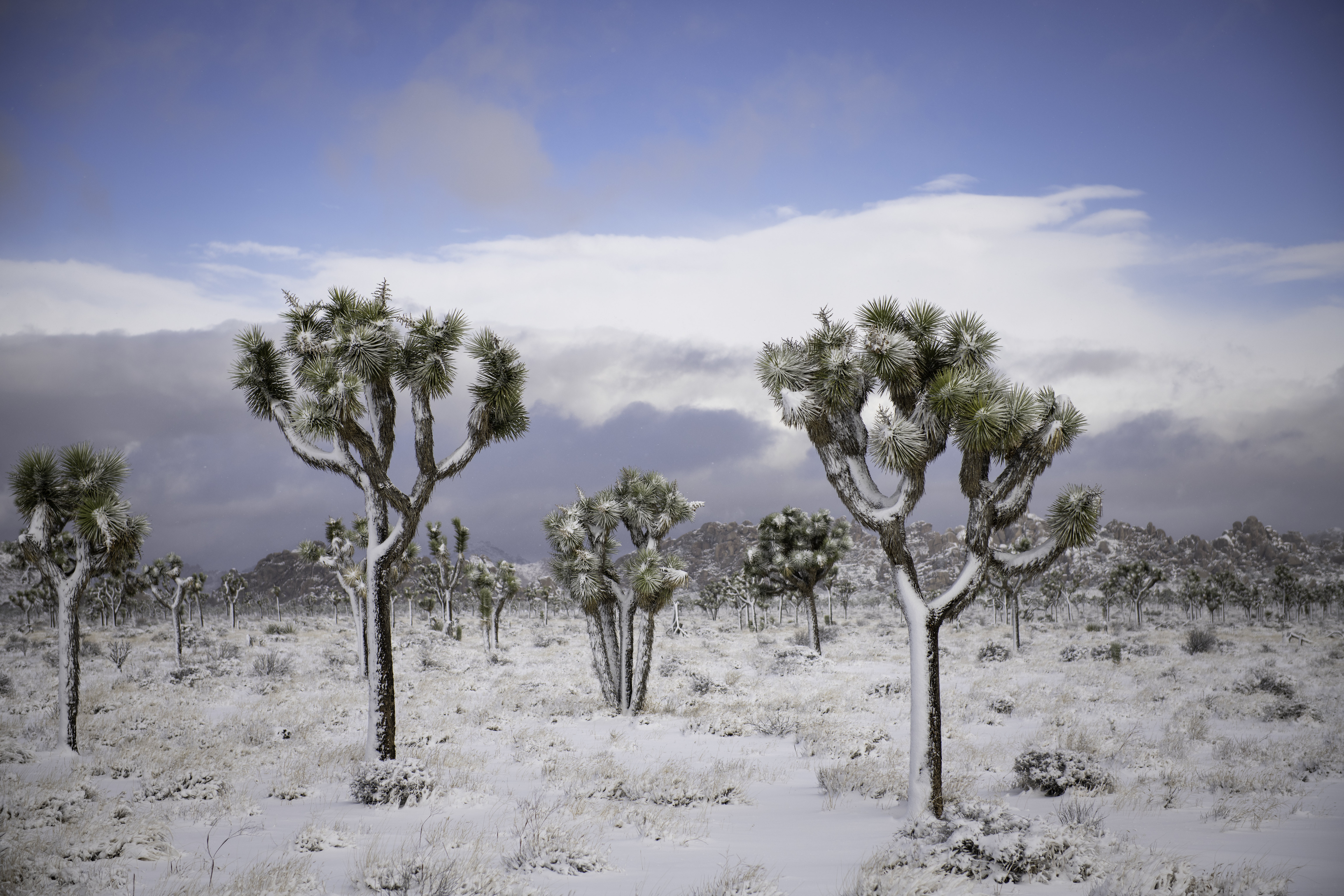 Free download high resolution image - free image free photo free stock image public domain picture -Joshua Tree National Park