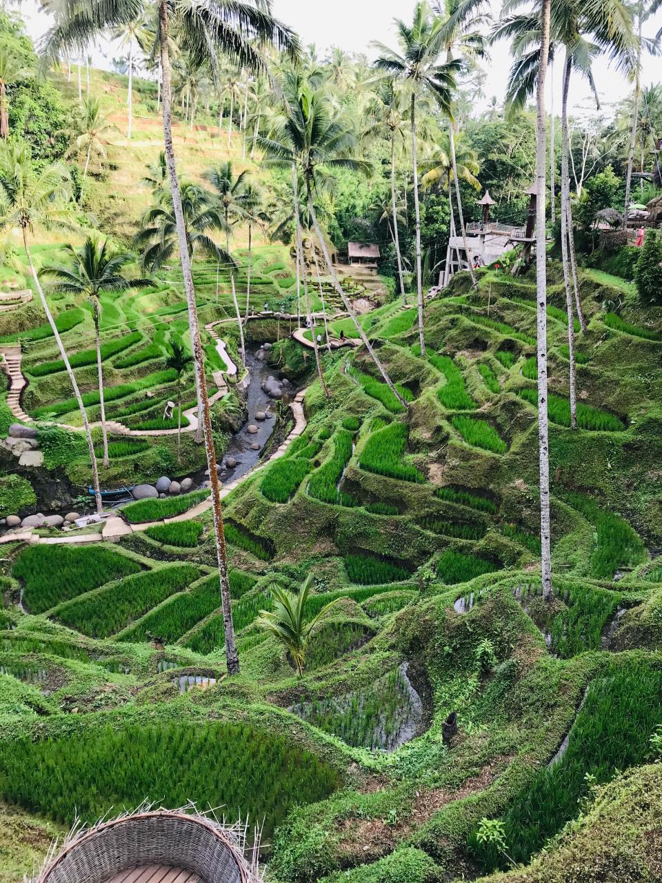 Free download high resolution image - free image free photo free stock image public domain picture  Paddy fields, Bali, Indonesia