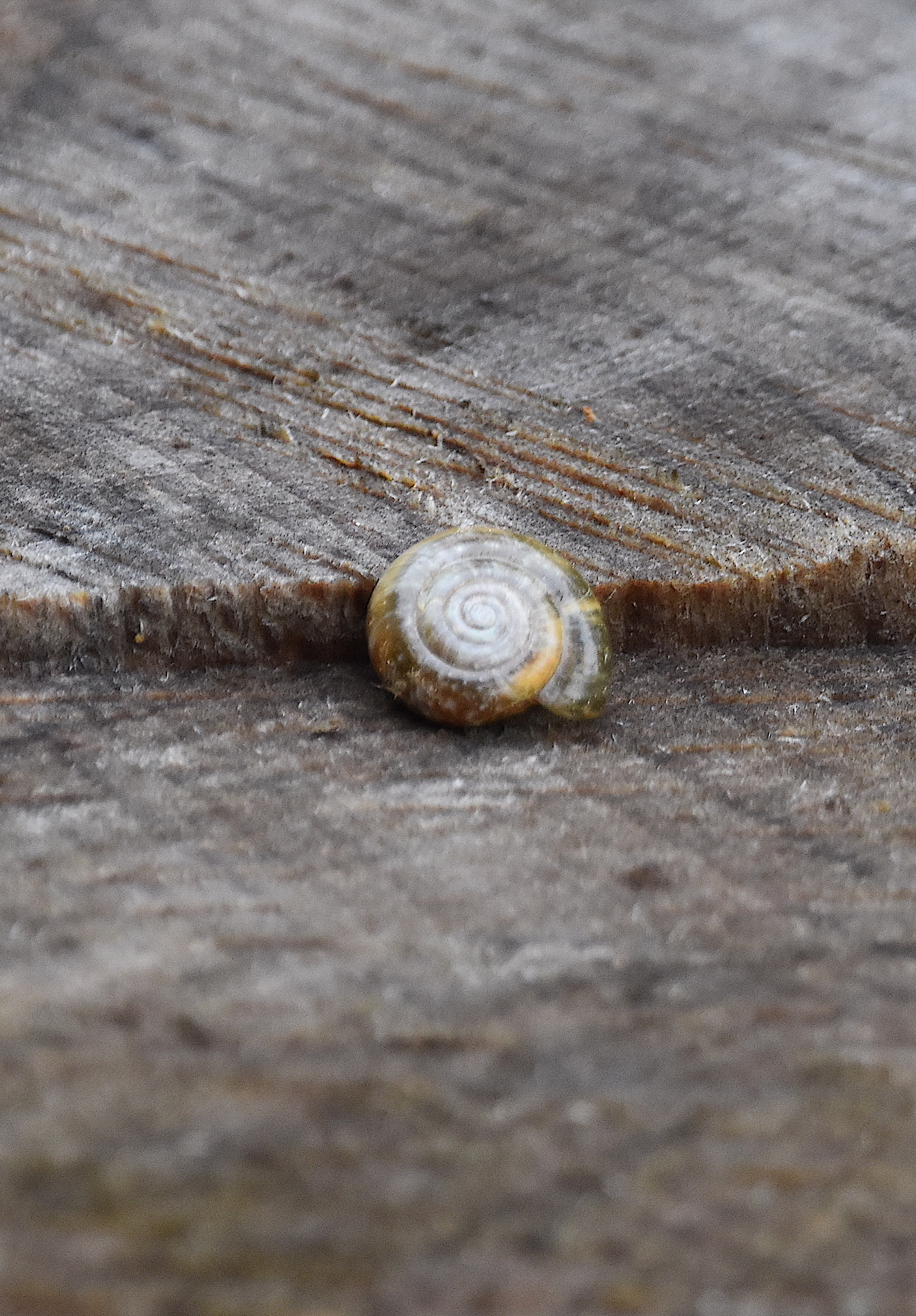 Free download high resolution image - free image free photo free stock image public domain picture -A snail with a striped conch climbs a tree trunk