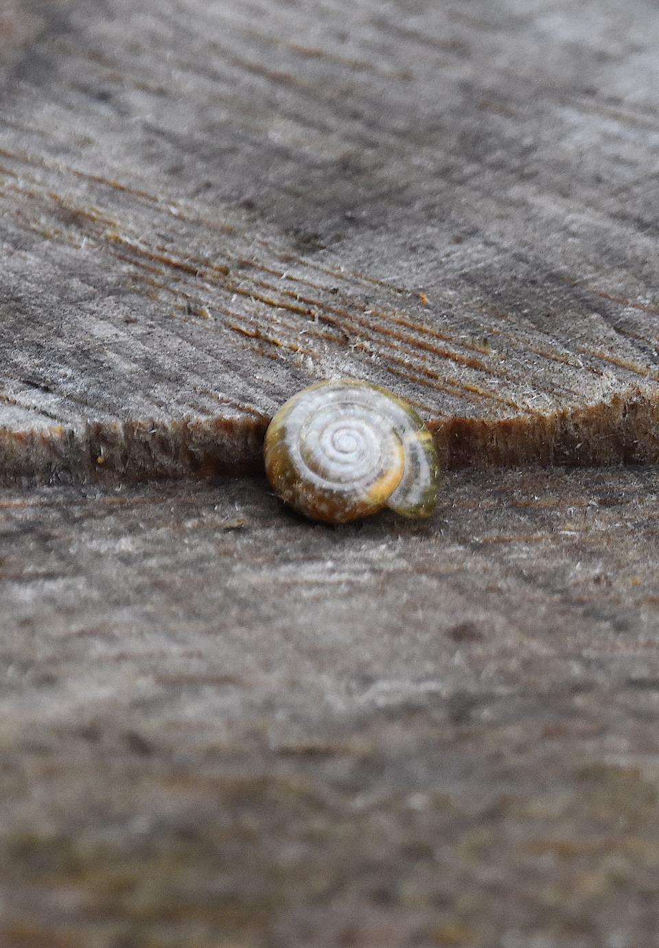 Free download high resolution image - free image free photo free stock image public domain picture  A snail with a striped conch climbs a tree trunk