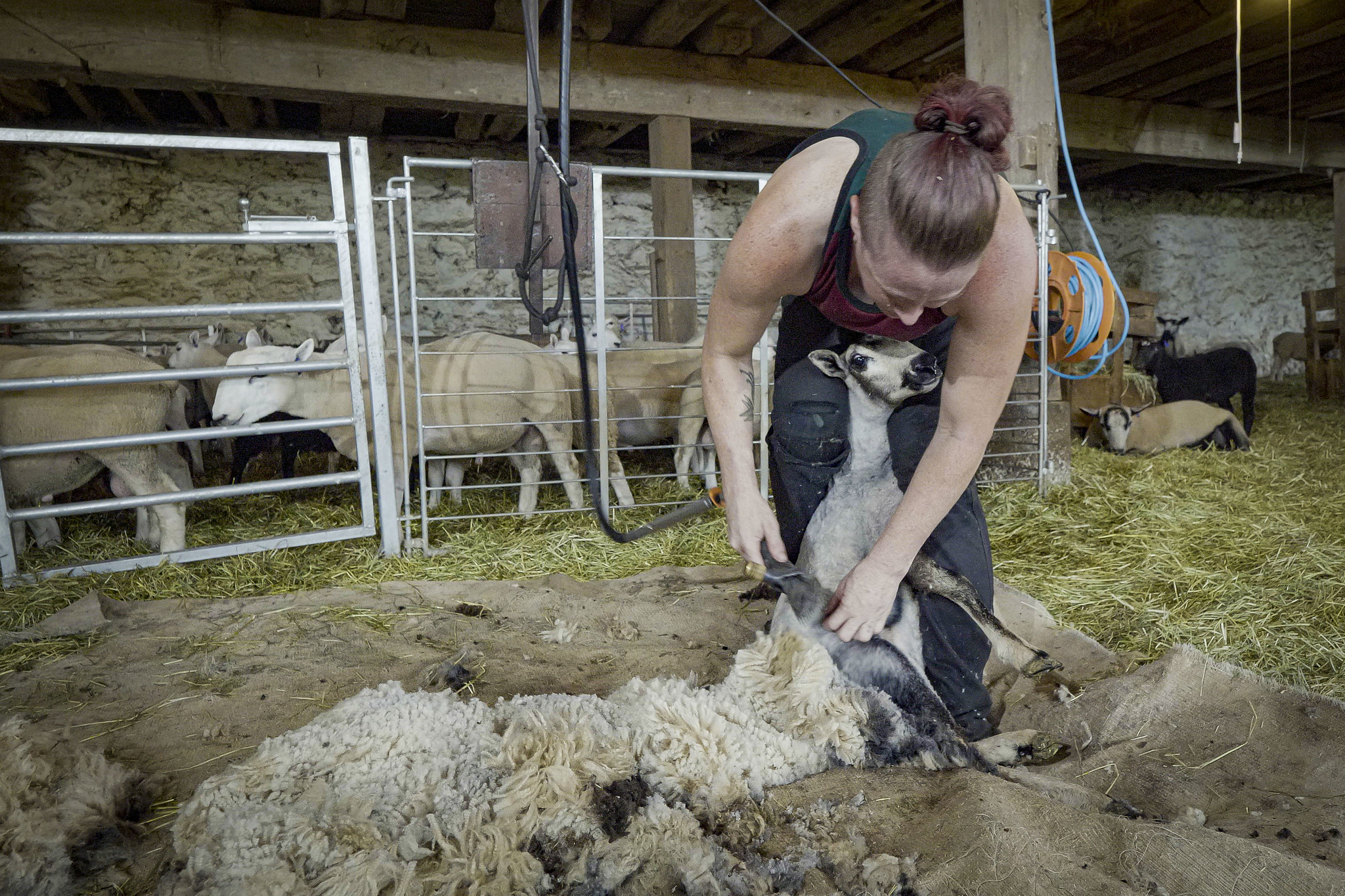 Free download high resolution image - free image free photo free stock image public domain picture -professional sheep shearer