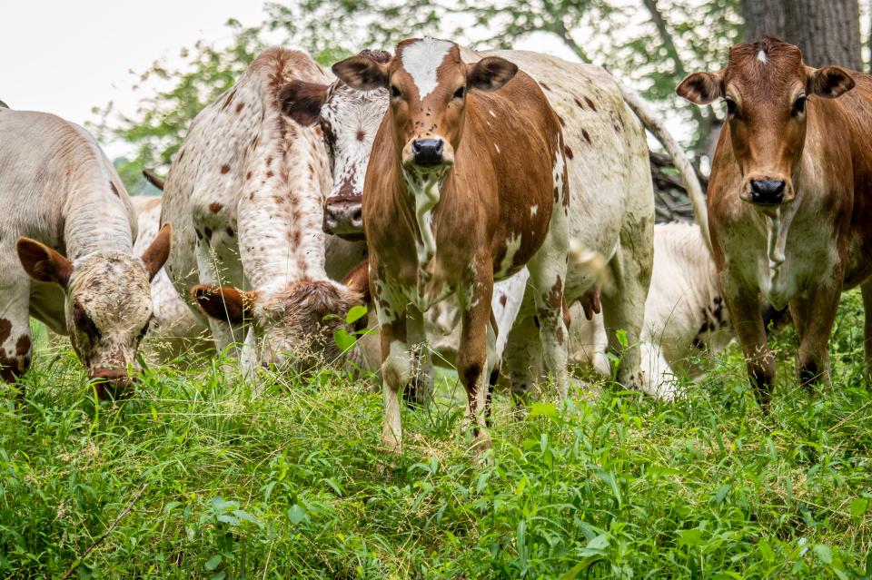 Free download high resolution image - free image free photo free stock image public domain picture  cattle on farm