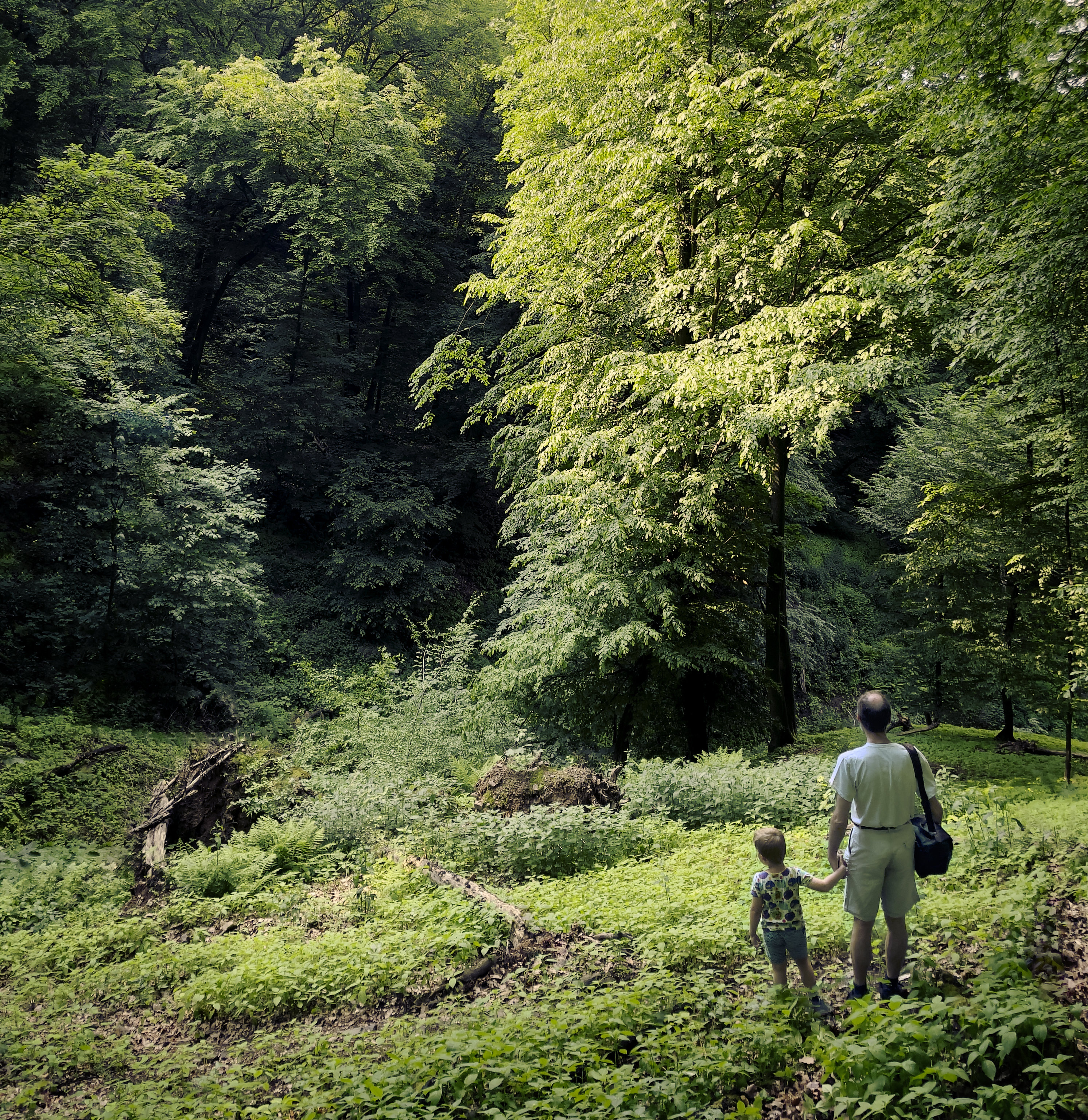 Free download high resolution image - free image free photo free stock image public domain picture -exploring the wilderness