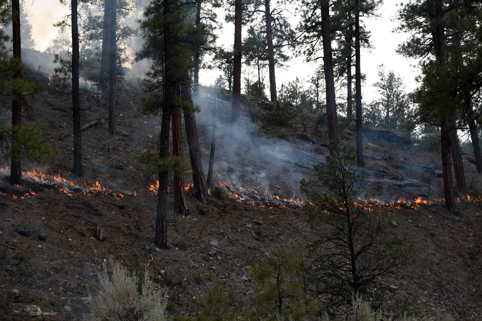 Free download high resolution image - free image free photo free stock image public domain picture -Fire creeping a a diagonal line along the hillside