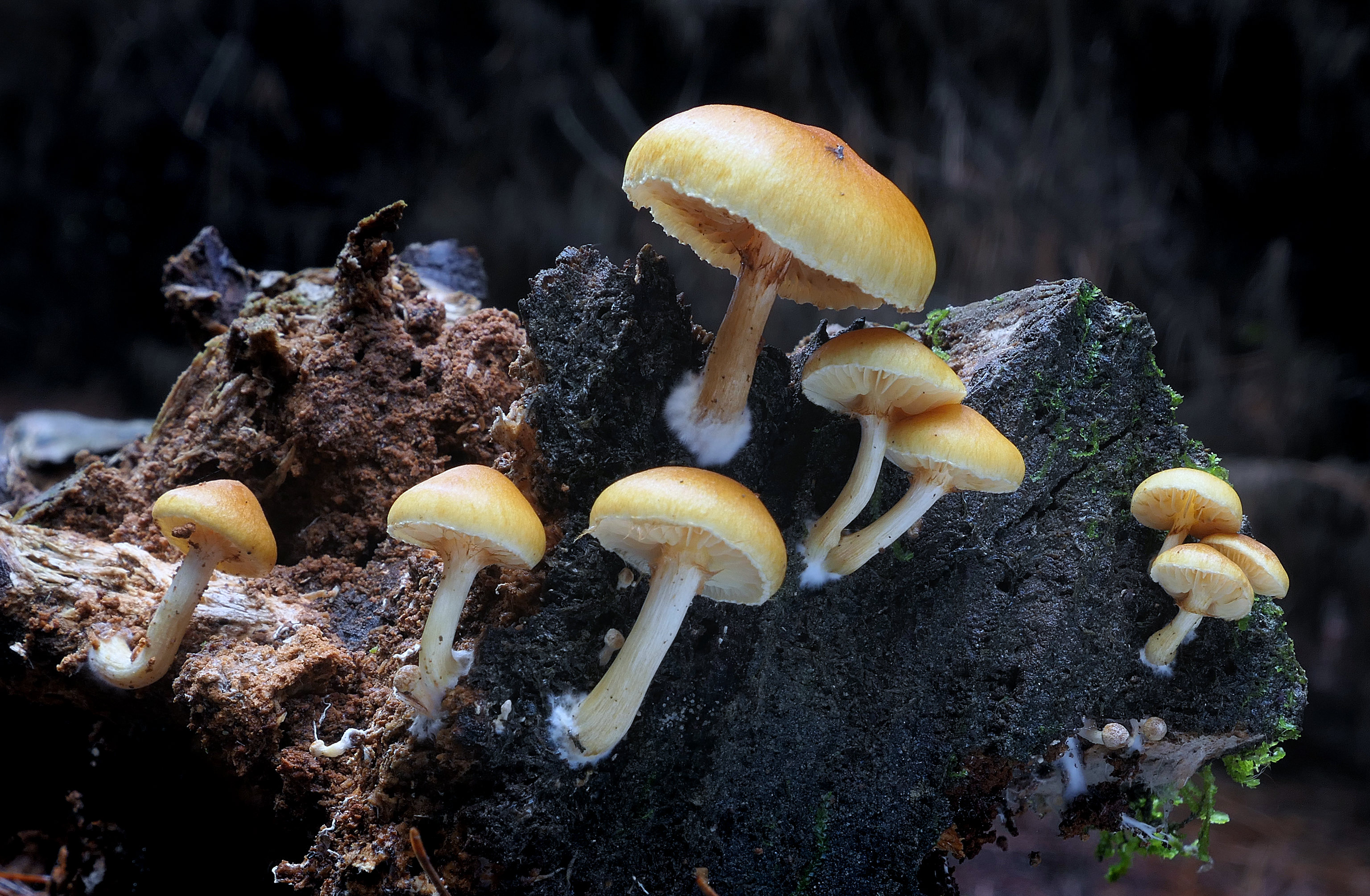 Free download high resolution image - free image free photo free stock image public domain picture -Mushrooms in Forest