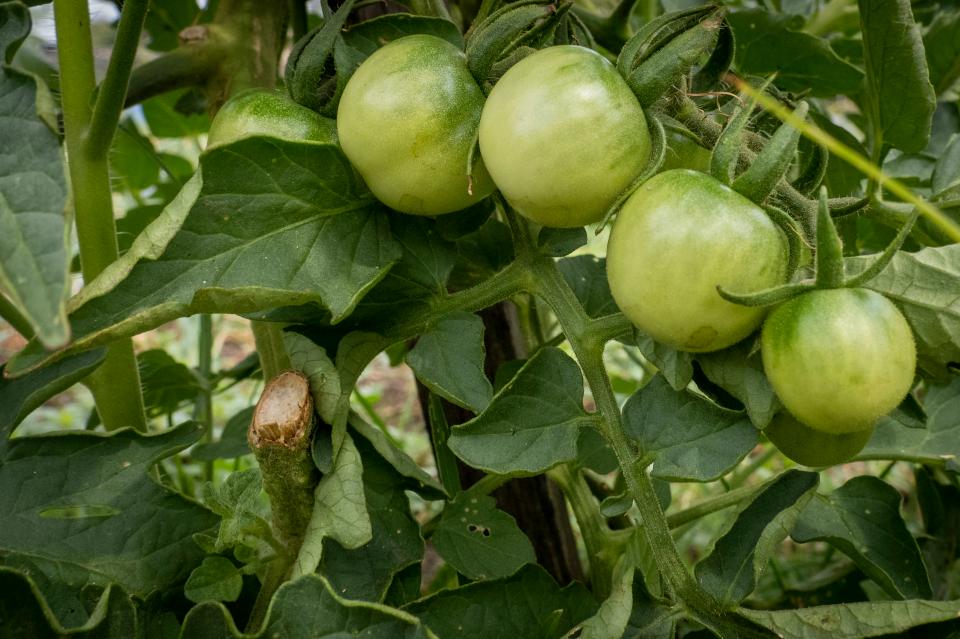 Free download high resolution image - free image free photo free stock image public domain picture  cherry tomatoes