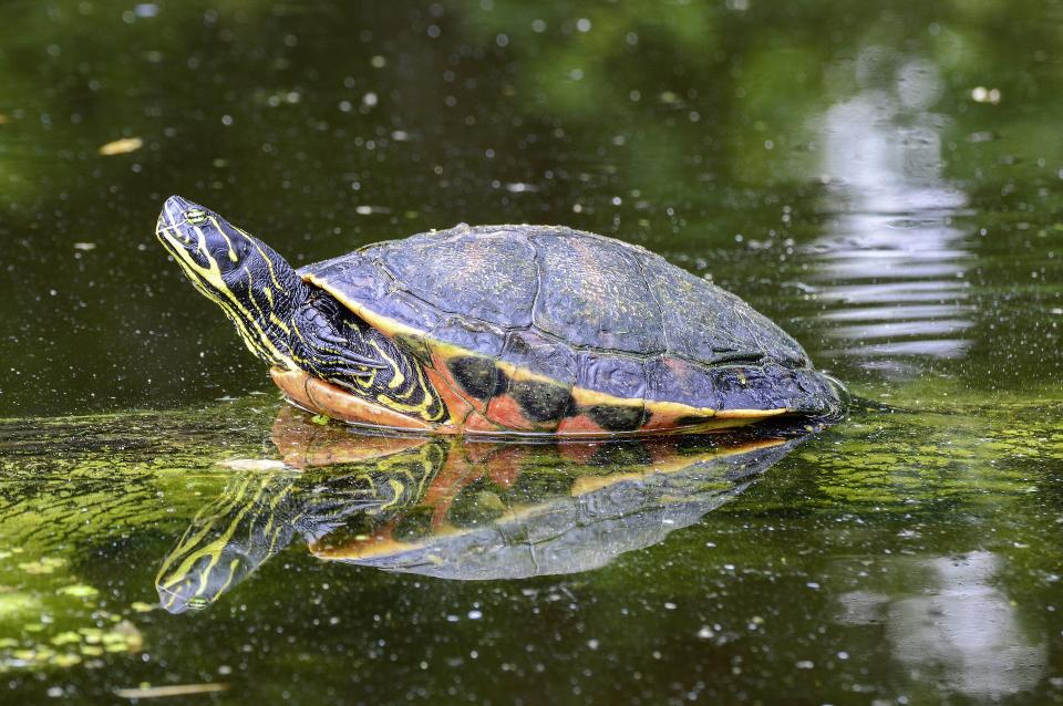 Free download high resolution image - free image free photo free stock image public domain picture  Turtle in Pond