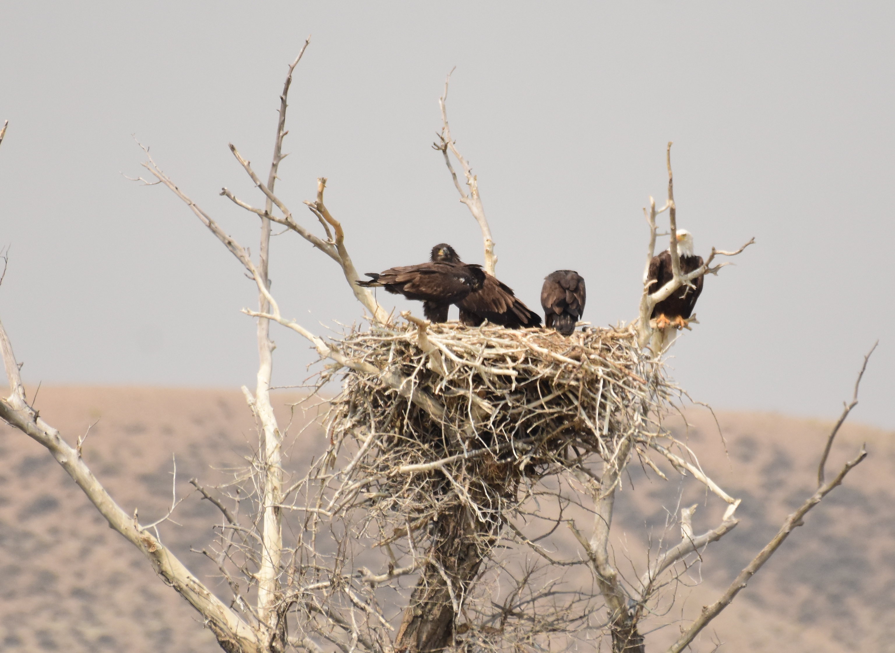 Free download high resolution image - free image free photo free stock image public domain picture -Bald eagle at Seedskadee