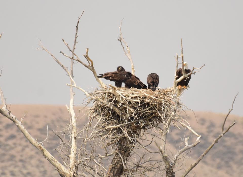 Free download high resolution image - free image free photo free stock image public domain picture  Bald eagle at Seedskadee