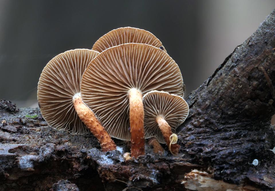 Free download high resolution image - free image free photo free stock image public domain picture  fleshy mushrooms