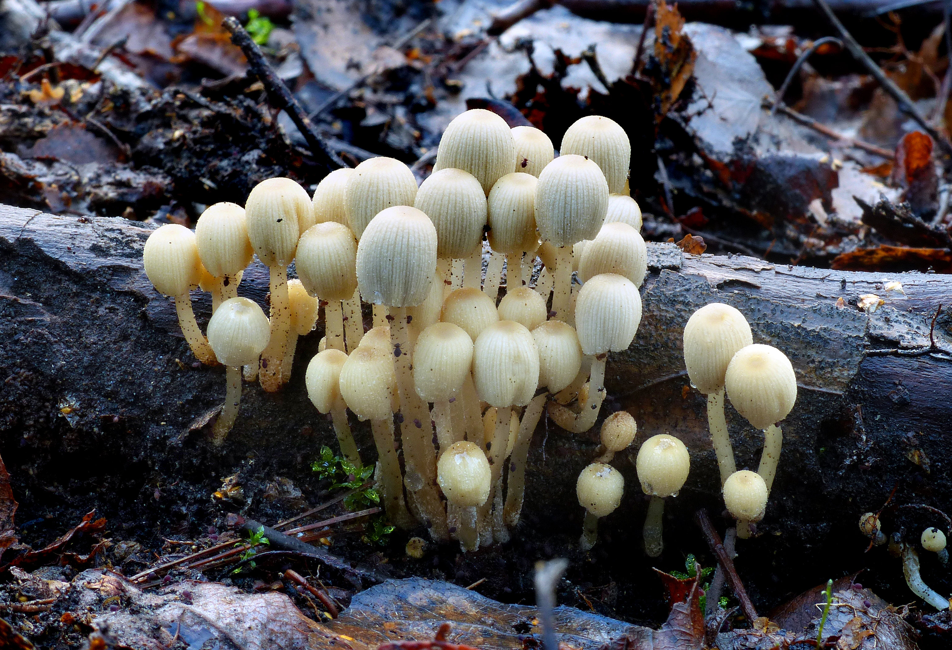 Free download high resolution image - free image free photo free stock image public domain picture -trooping crumble cap fungus