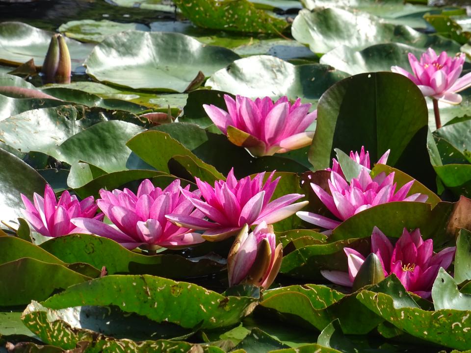 Free download high resolution image - free image free photo free stock image public domain picture  Pink Lotus flower in pond