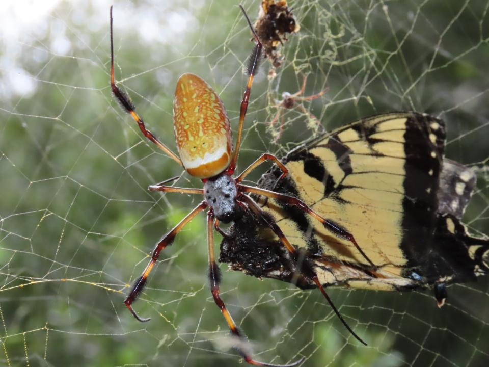 Free download high resolution image - free image free photo free stock image public domain picture  Argiope bruennichi eating his victim