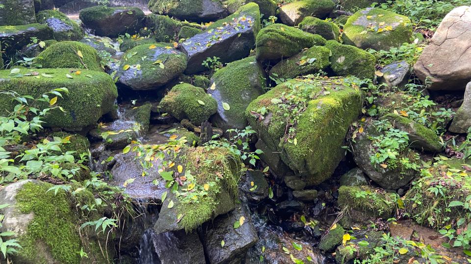 Free download high resolution image - free image free photo free stock image public domain picture  Beautiful Bright Green moss grown up cover the rough stones