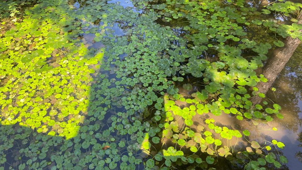 Free download high resolution image - free image free photo free stock image public domain picture  Seonamsa Samindang, a little pond