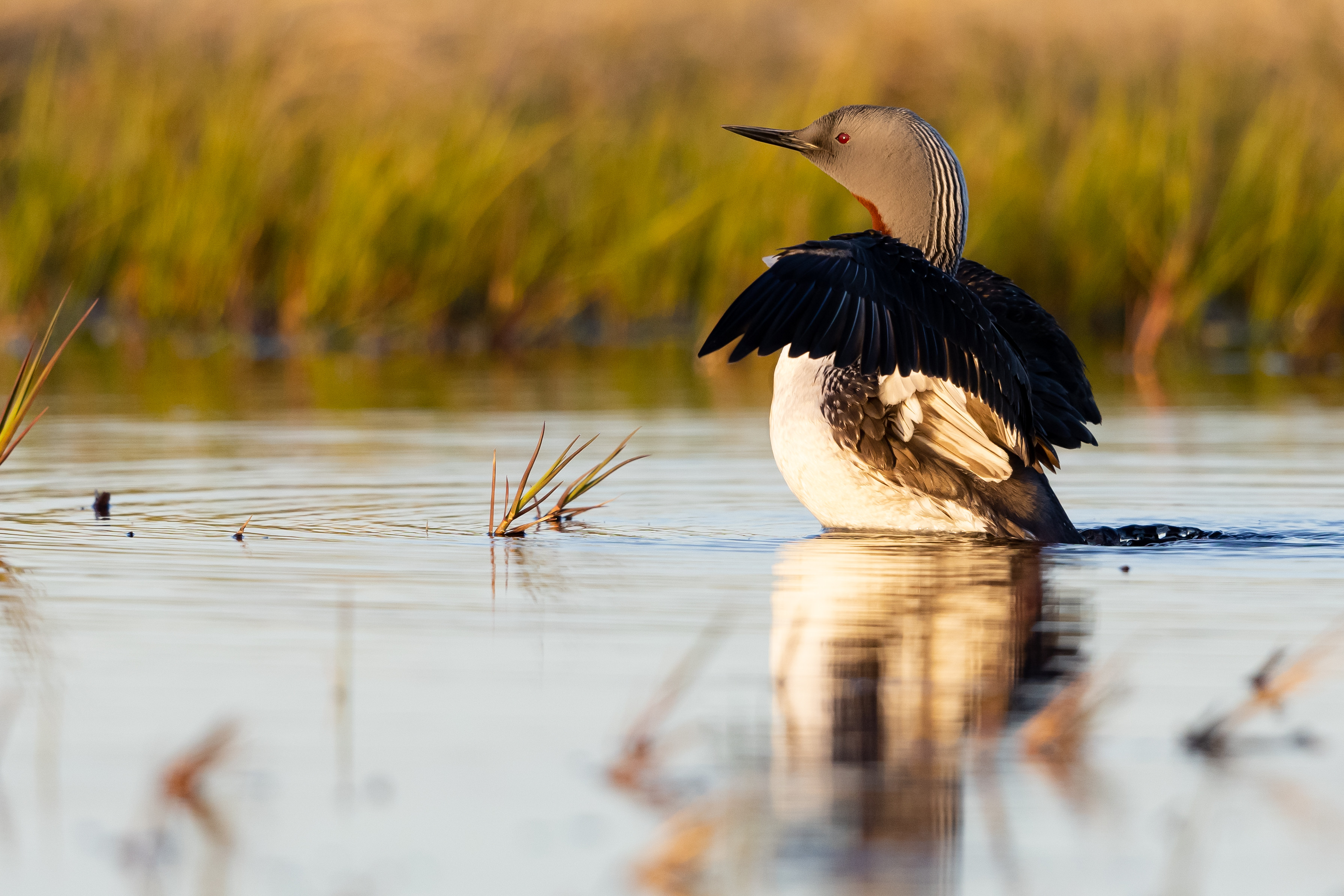 Free download high resolution image - free image free photo free stock image public domain picture -A red-throated loon swims