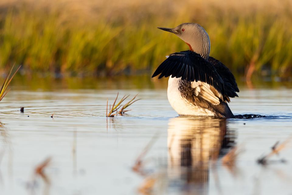 Free download high resolution image - free image free photo free stock image public domain picture  A red-throated loon swims