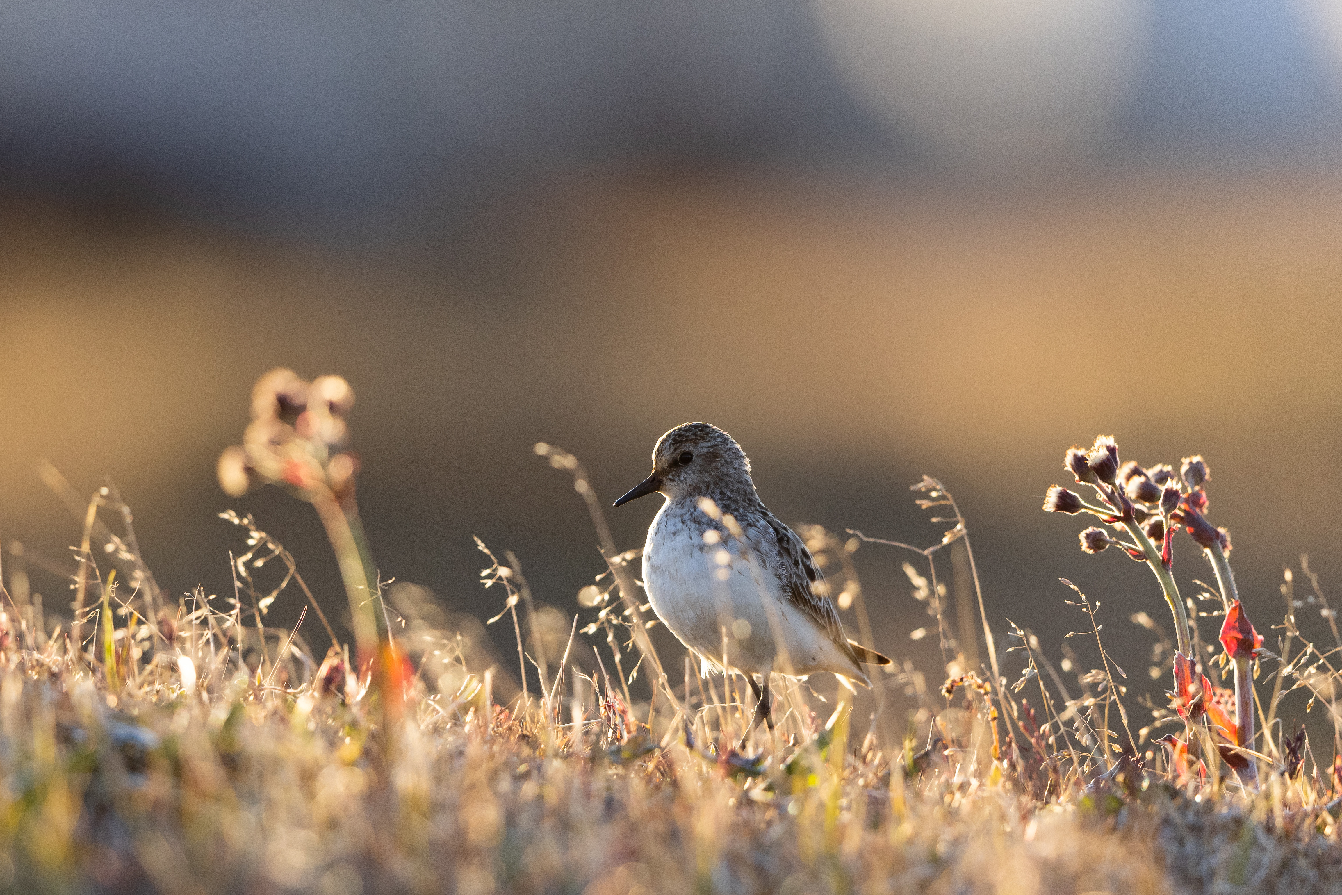 Free download high resolution image - free image free photo free stock image public domain picture -An adult semipalmated sandpiper