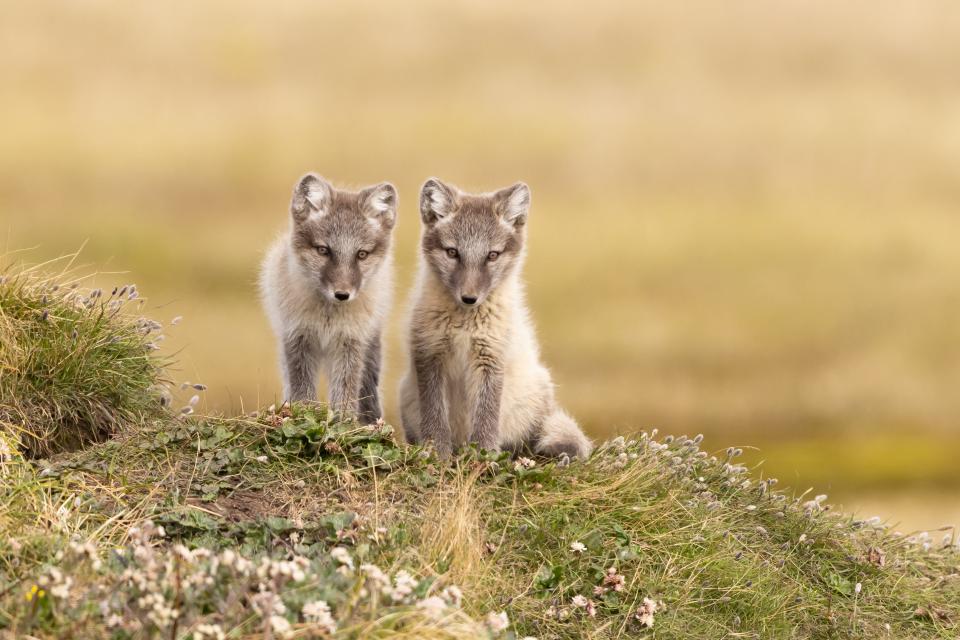 Free download high resolution image - free image free photo free stock image public domain picture  Arctic fox siblings