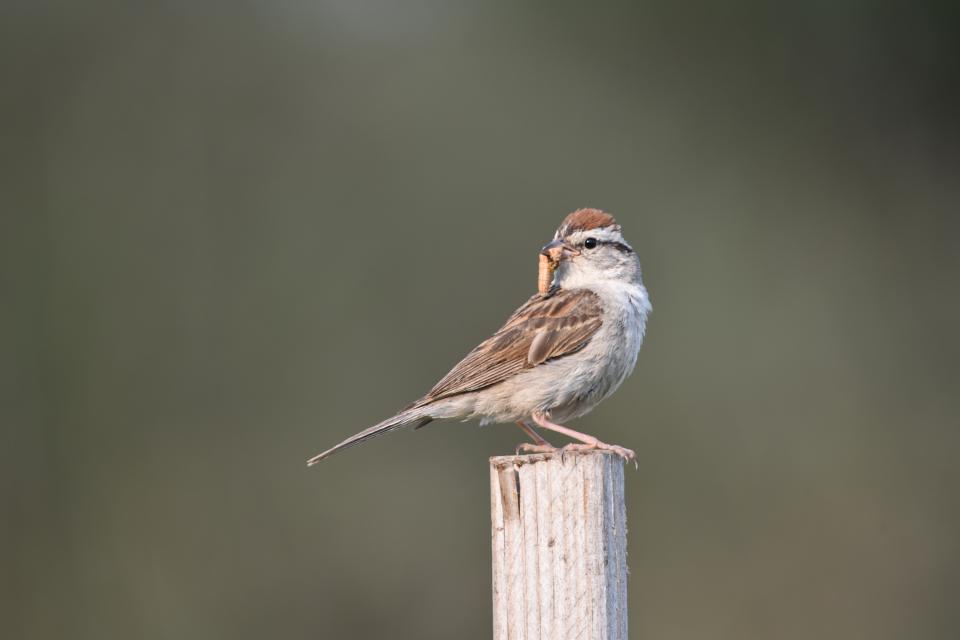 Free download high resolution image - free image free photo free stock image public domain picture  Chipping sparrow