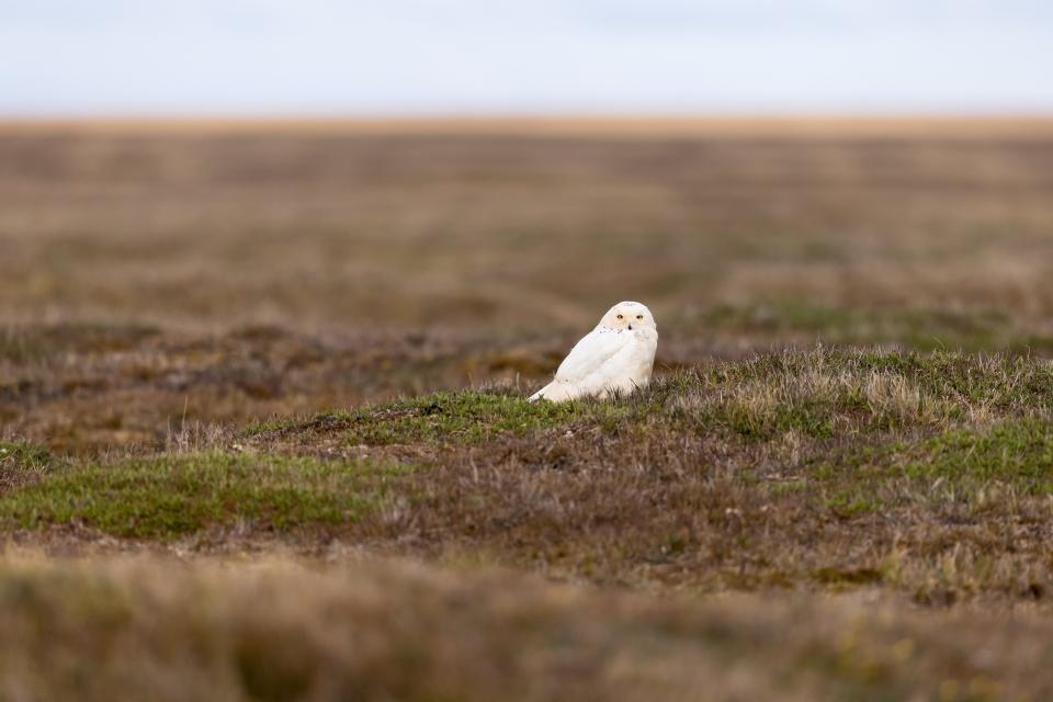 Free download high resolution image - free image free photo free stock image public domain picture  Beautiful standing portrait of the white snowy owl