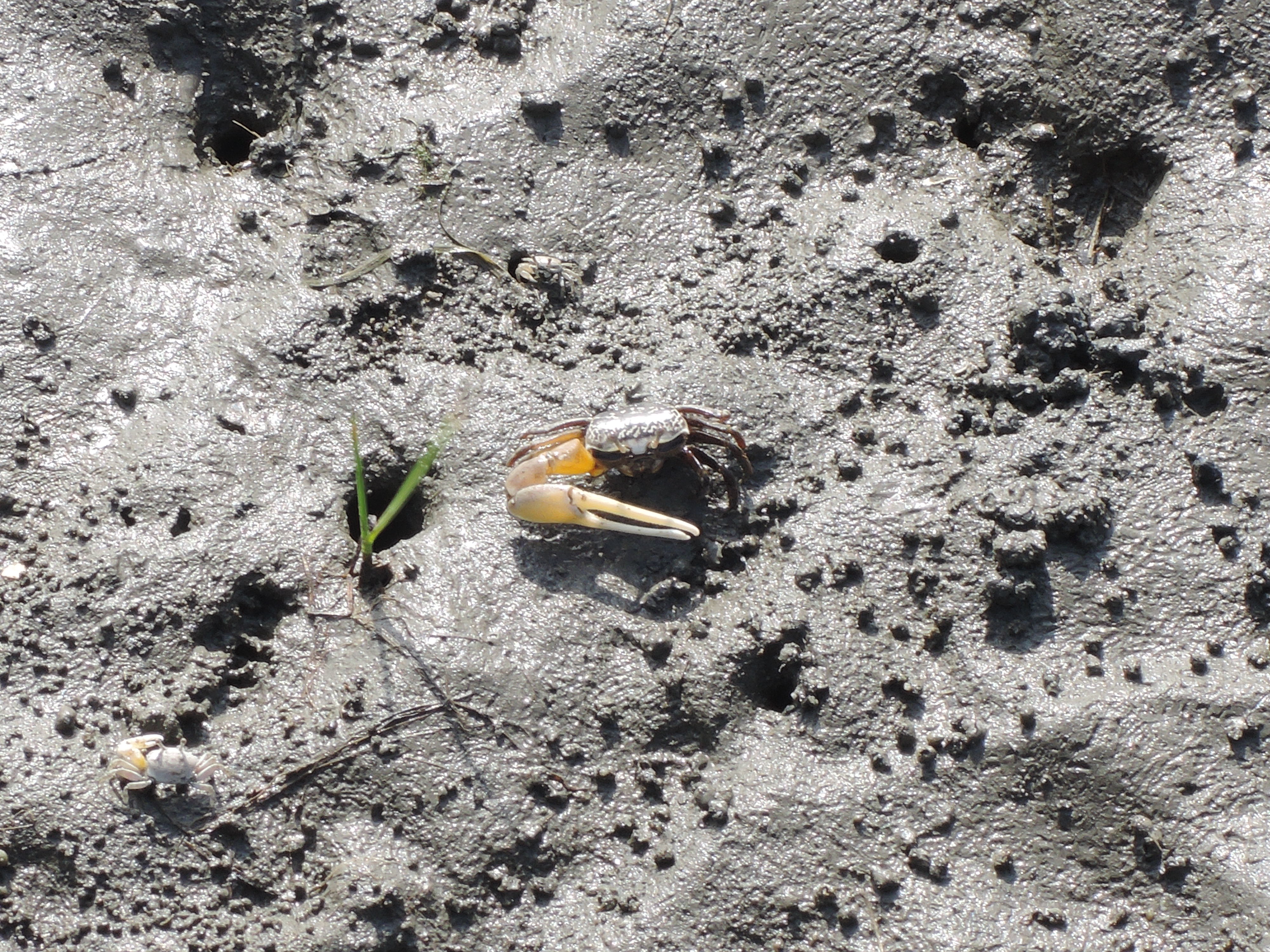 Free download high resolution image - free image free photo free stock image public domain picture -a sand crab on the beach