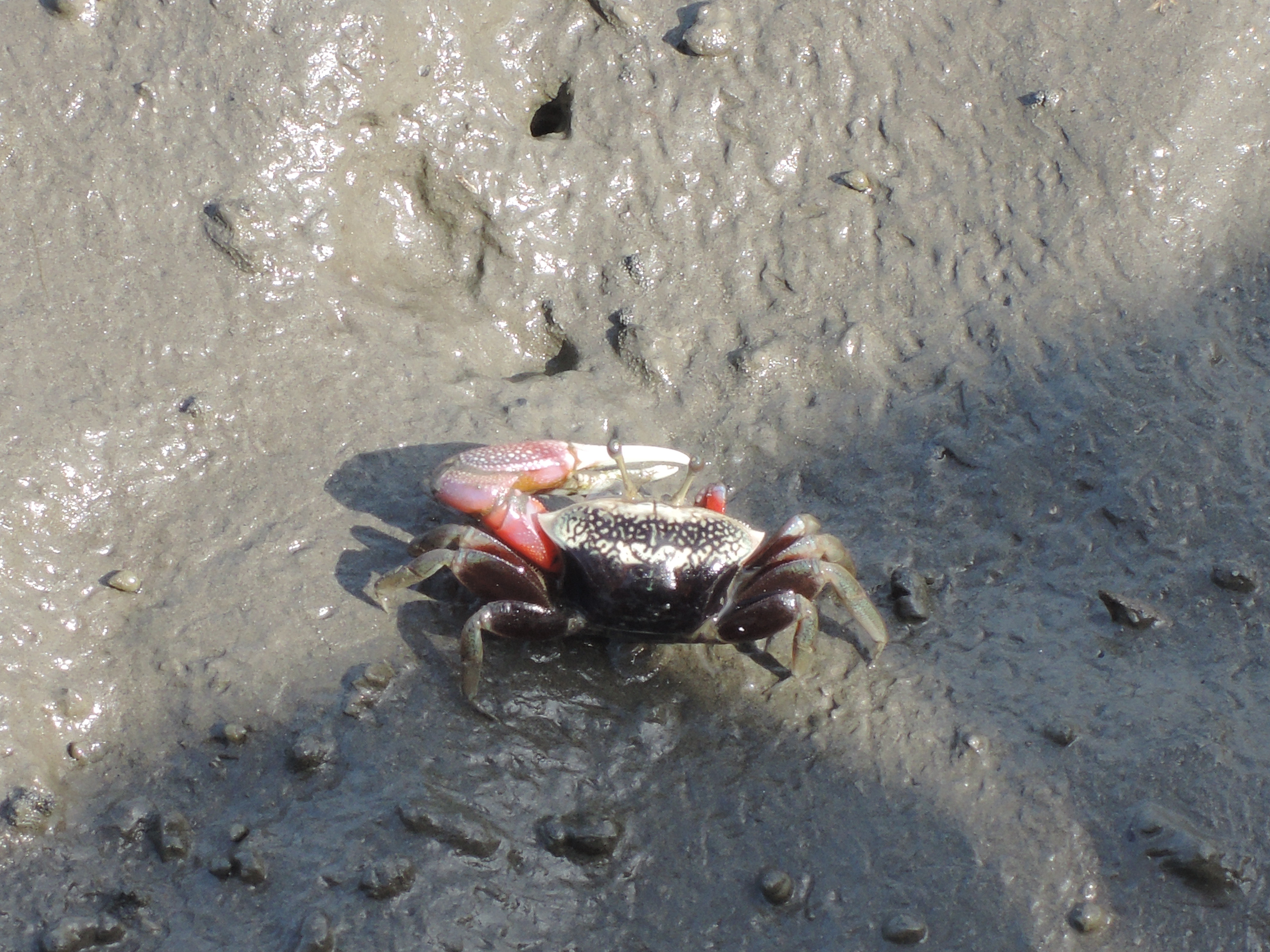 Free download high resolution image - free image free photo free stock image public domain picture -a sand crab on the beach