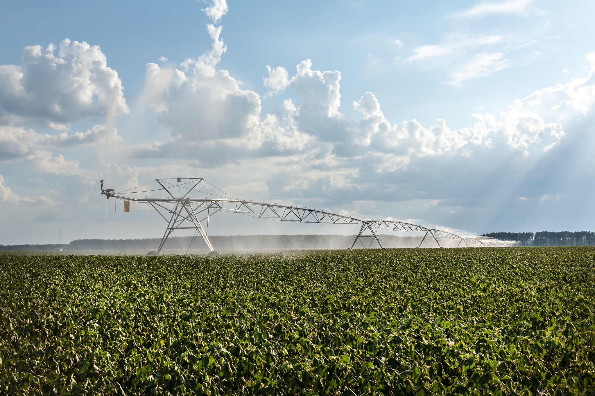 Free download high resolution image - free image free photo free stock image public domain picture -Irrigation in Cotton Field