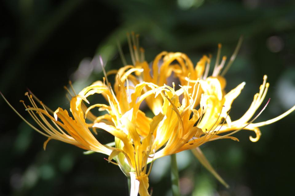 Free download high resolution image - free image free photo free stock image public domain picture  yellow flowers blossom in spring time