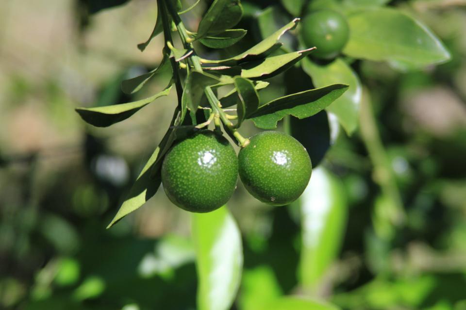 Free download high resolution image - free image free photo free stock image public domain picture  fresh green oranges on tree